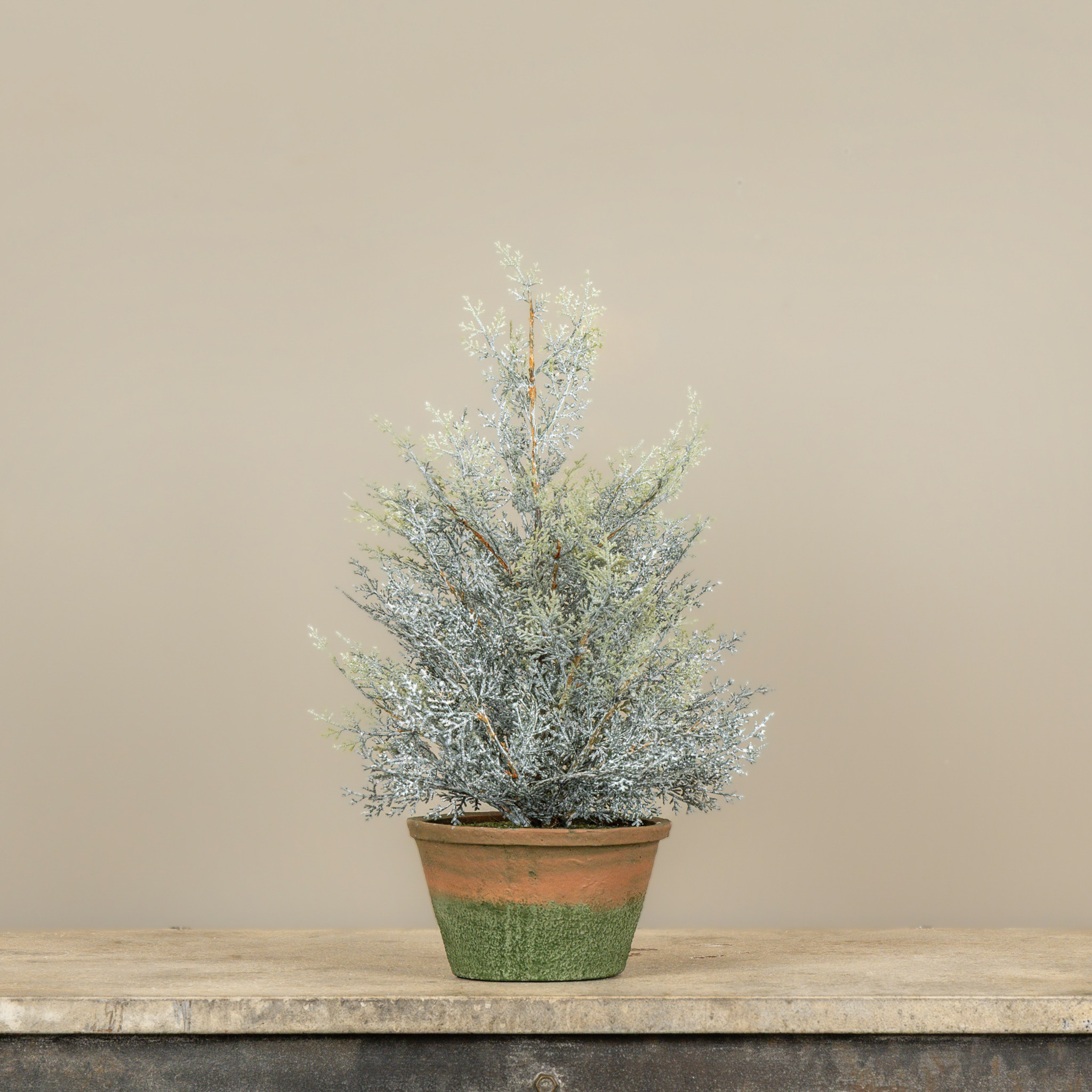 Dusty Cedar Pine Tree in Pot, 17", photo 2 of 3