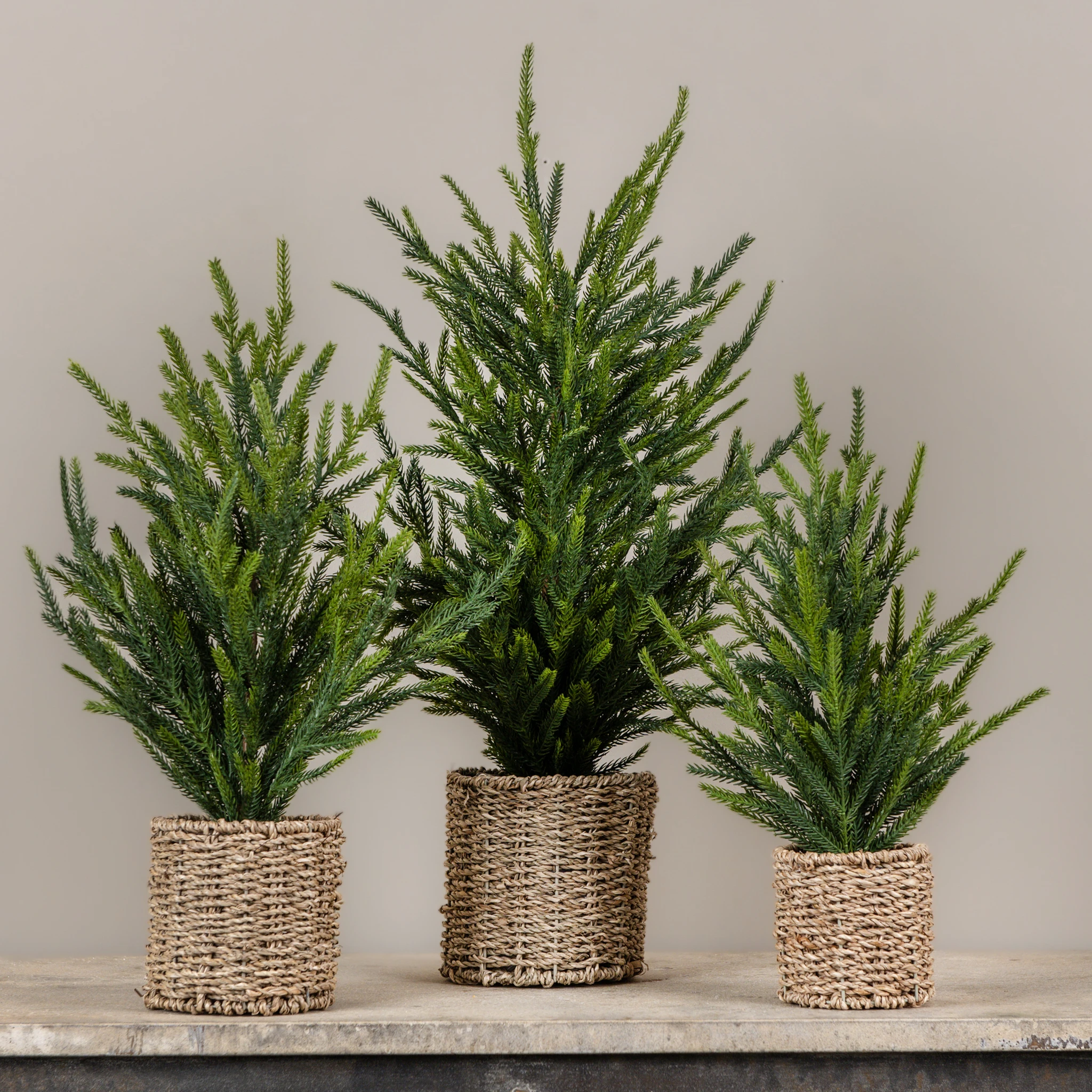 Austrian Pine Tree in Basket, 15", photo 4 of 4