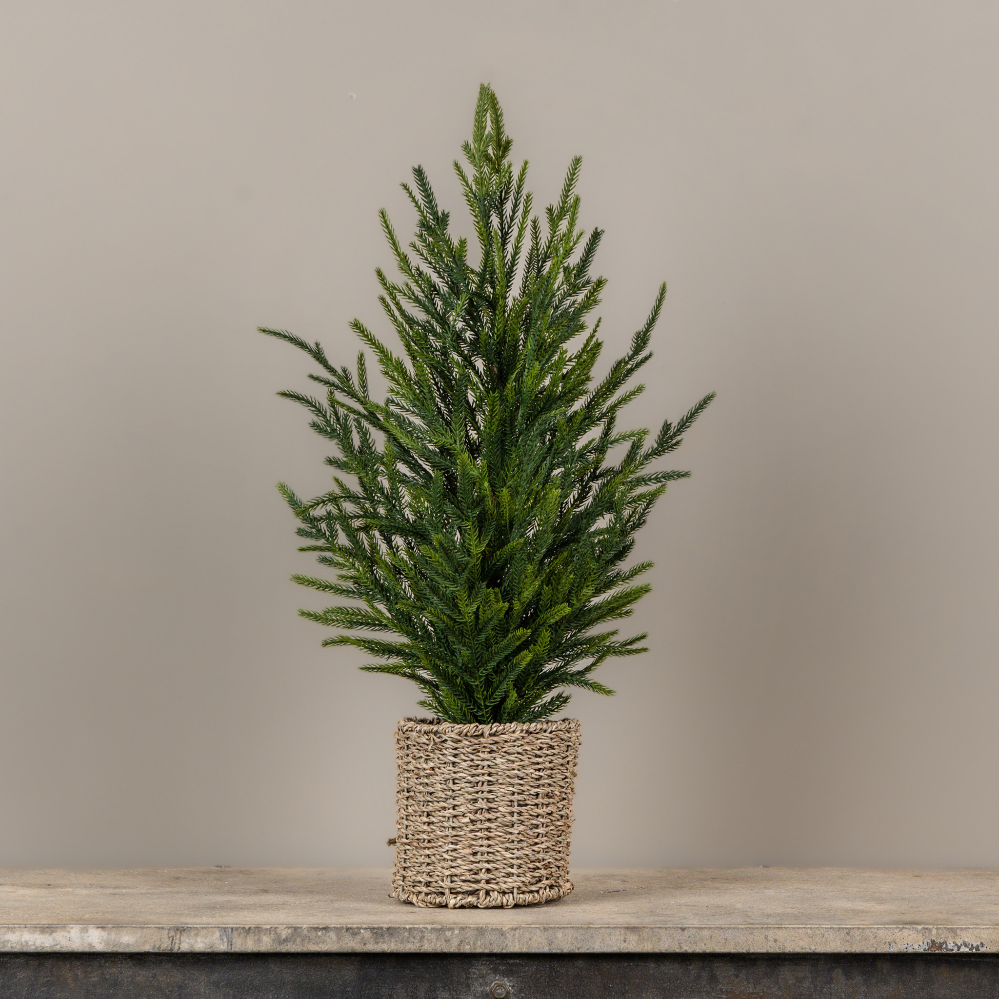 Austrian Pine Tree in Basket, 25", photo 2 of 3
