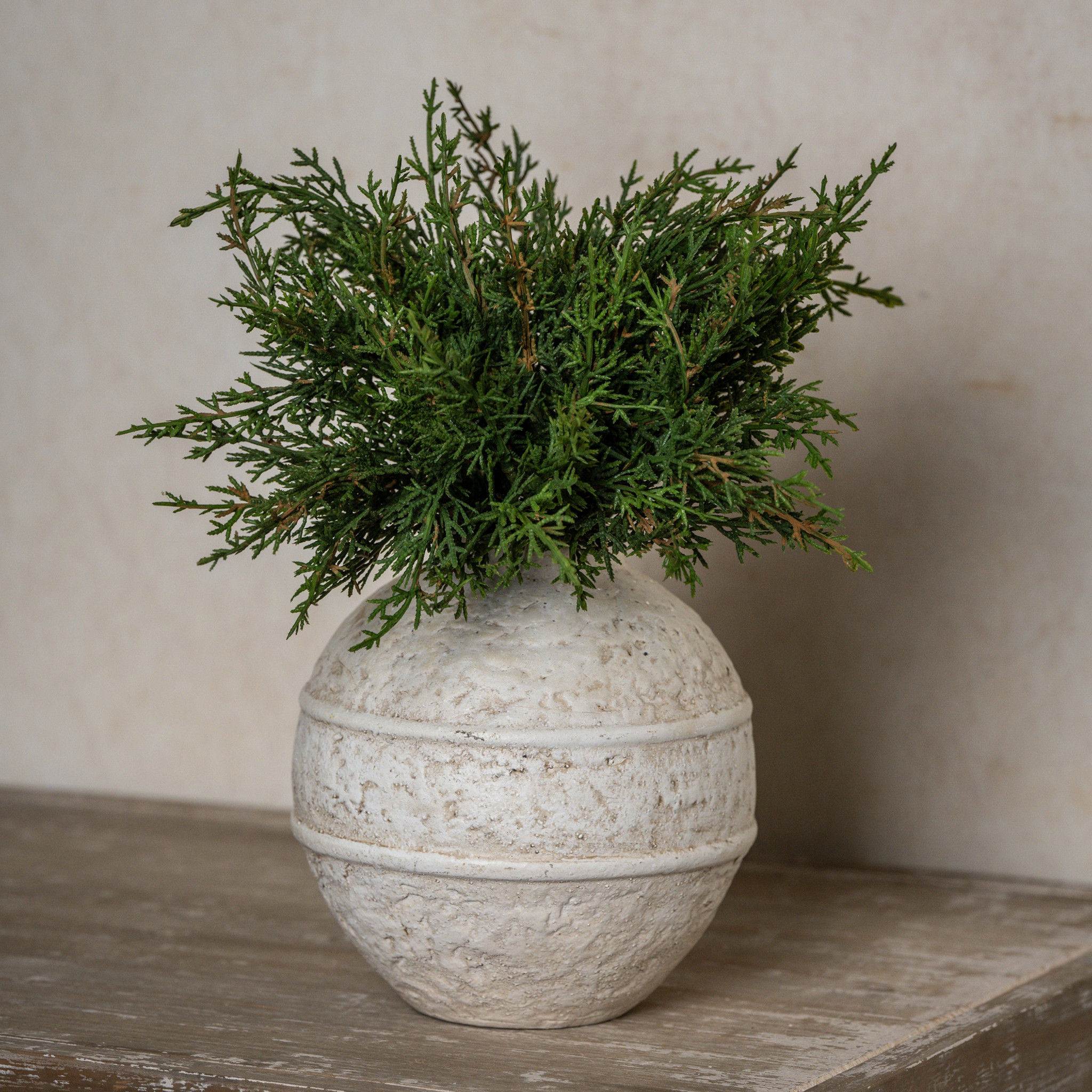 Juniper Bush, 12", photo 3 of 3