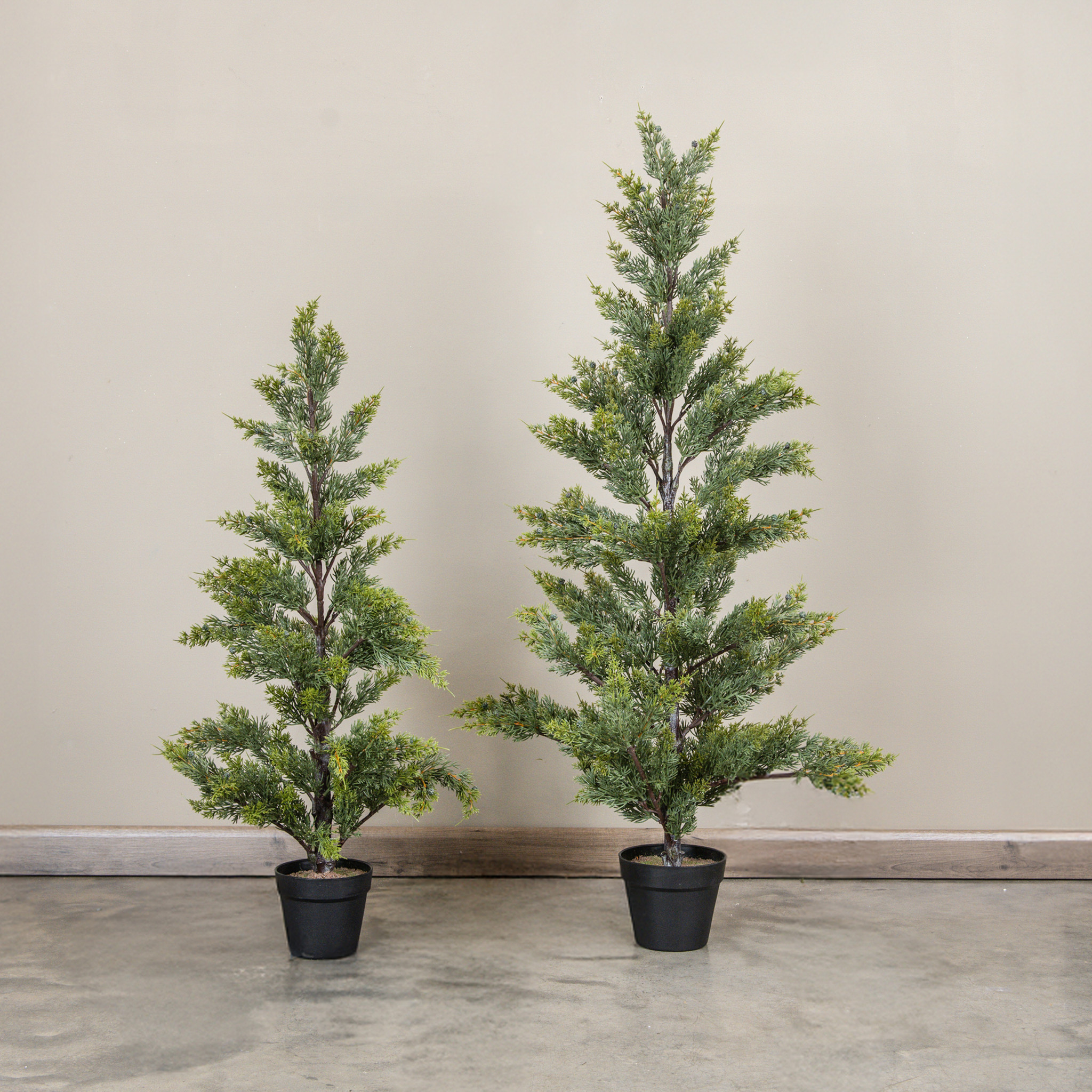Juniper Tree in Pot, 4 ft, photo 3 of 3