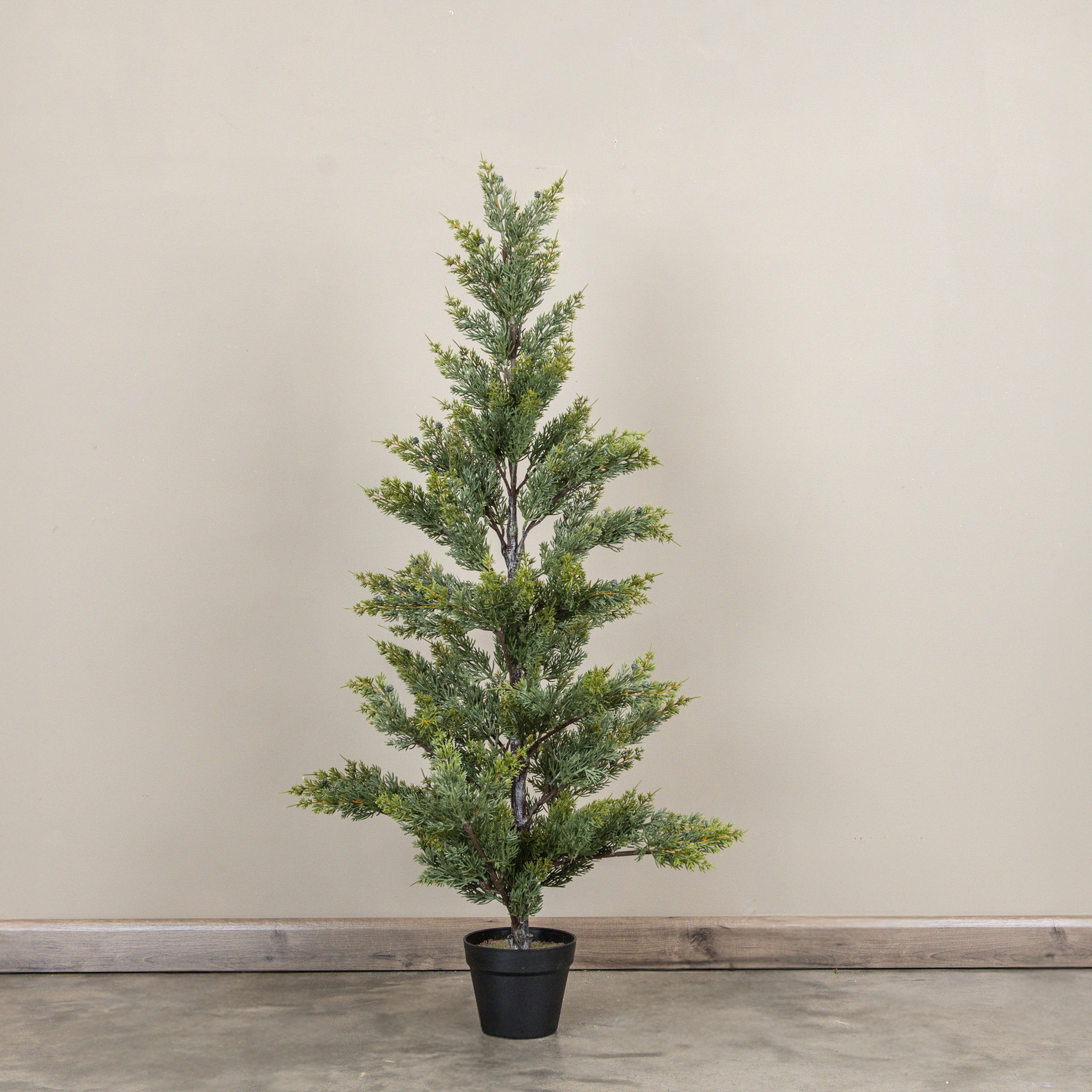 Juniper Tree in Pot, 4 ft, photo 2 of 3