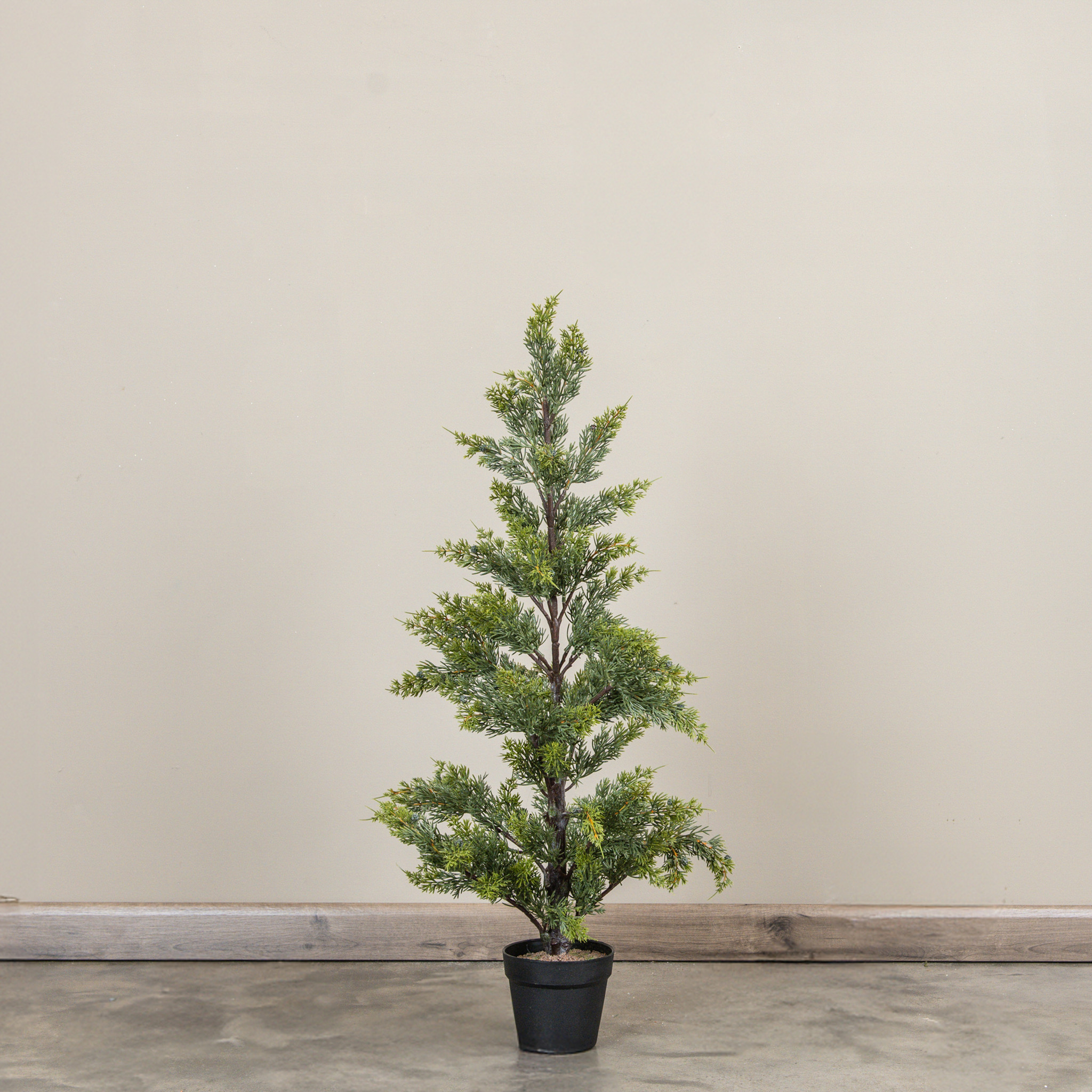 Juniper Tree in Pot, 37", photo 2 of 3