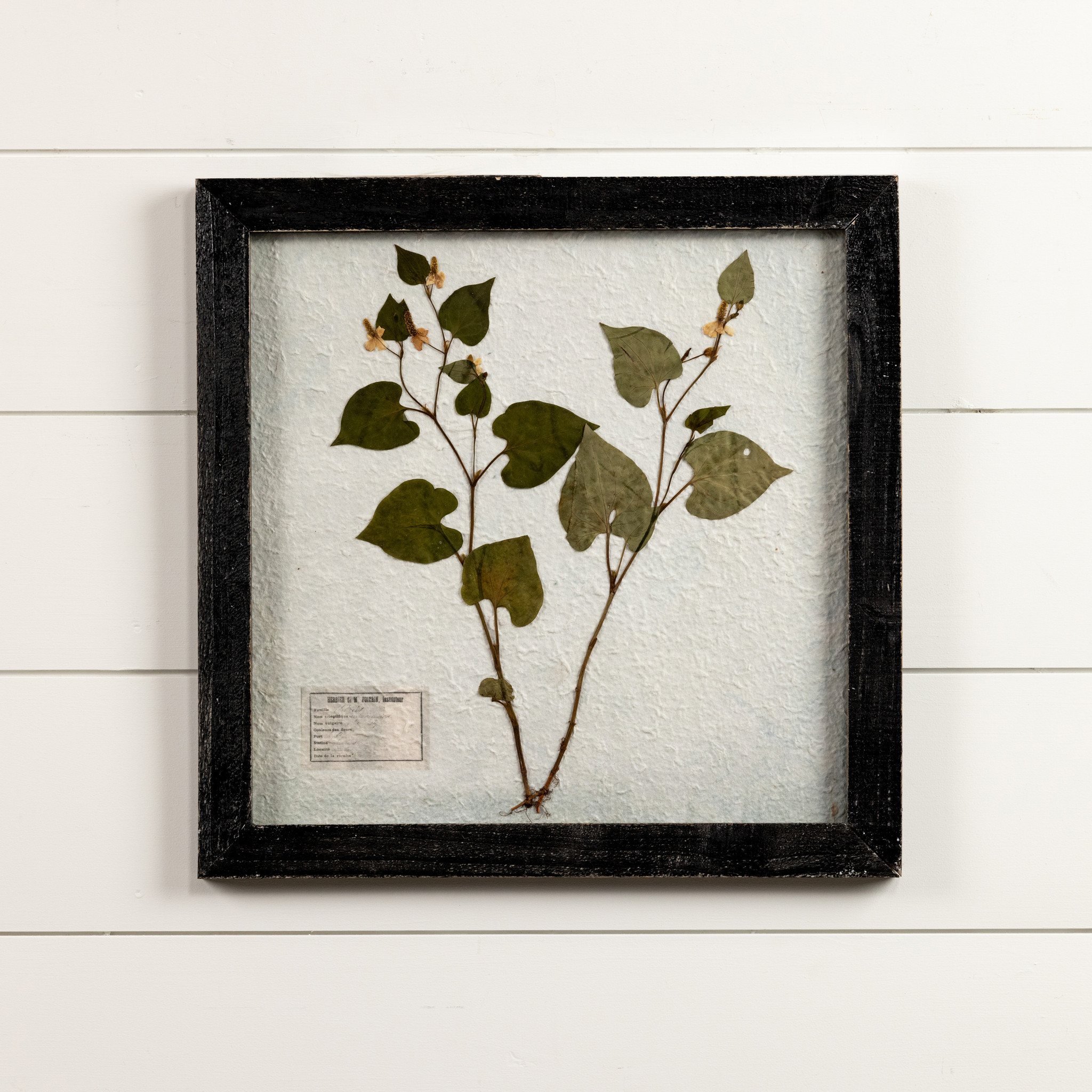 Pressed Leaf with Black Frame, 17.75"