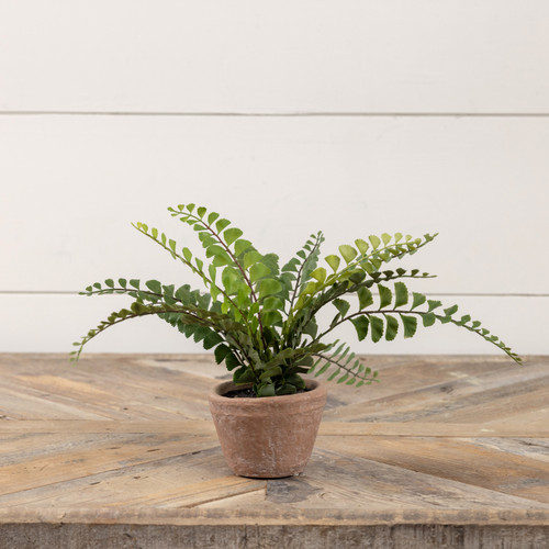 9" POTTED BUTTON FERN