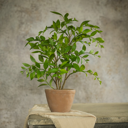 16" POTTED SMILAX PLANT