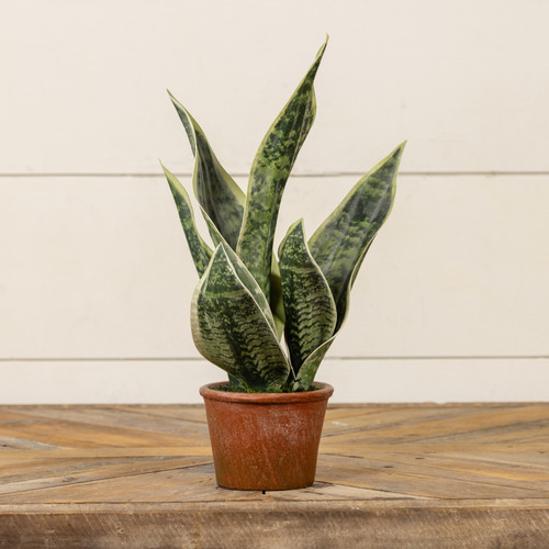 14" POTTED SNAKE PLANT
