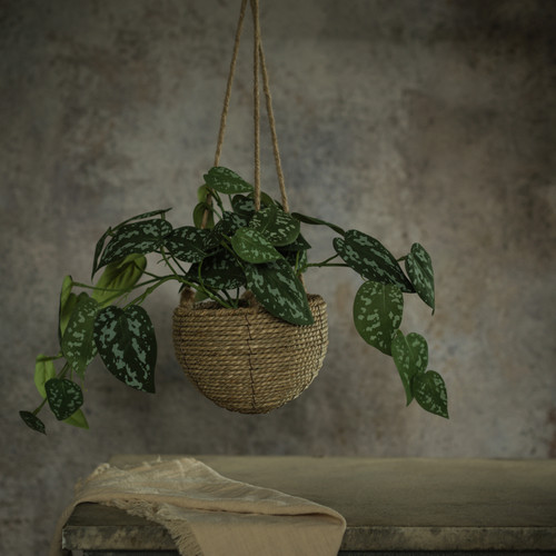 POTHOS IN HANGING BASKET