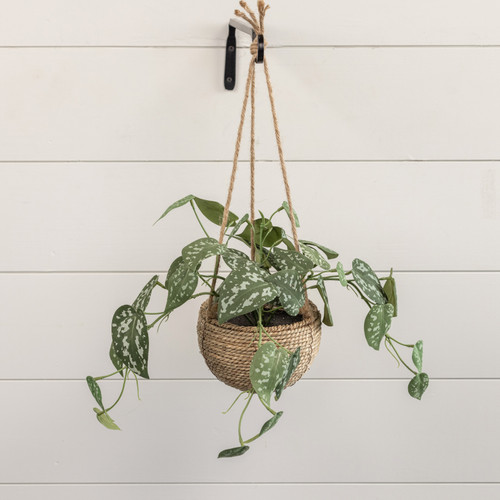 POTHOS IN HANGING BASKET