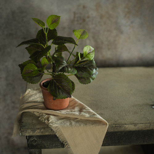 9" POTTED PERILLA