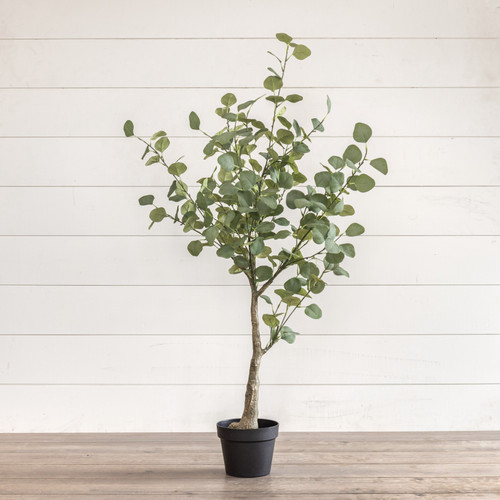 4.25' EUCALYPTUS TREE