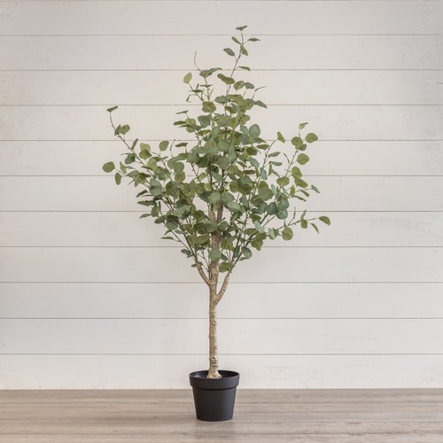 5.25' EUCALYPTUS TREE