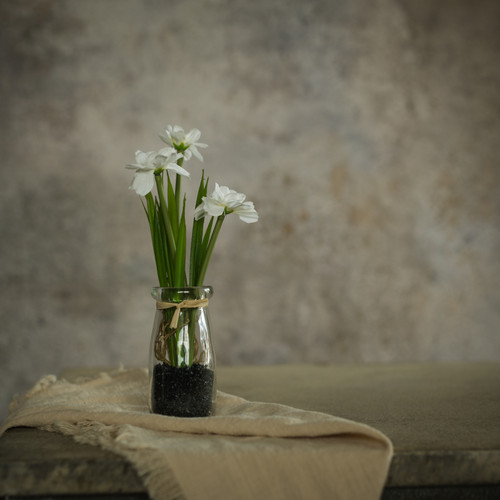 8.25" POTTED WHITE DAISY