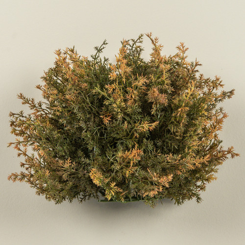 10" MONTEREY CYPRESS HALF BALL