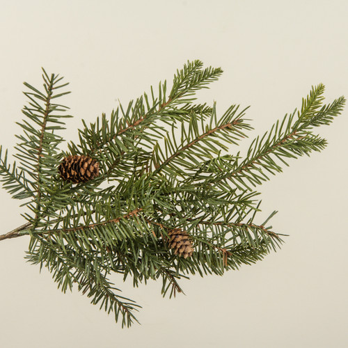 19" DOUGLAS FIR SPRAY W/ PINECONES