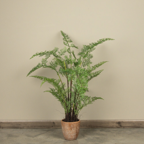 3.5' POTTED FOREST FERN
