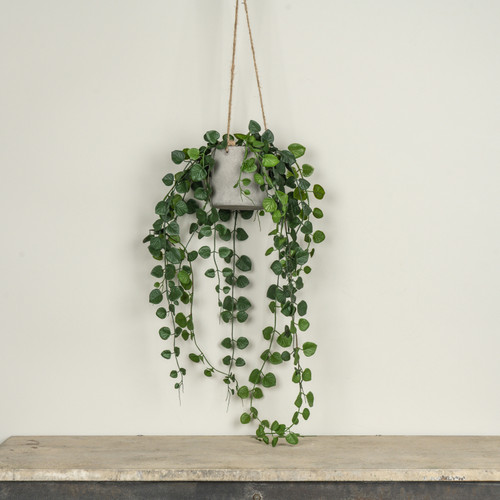 29" HANGING POTTED BUTTON FERN