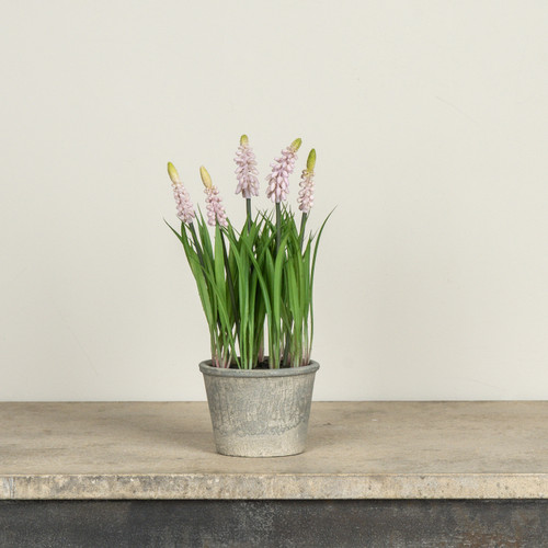 11" POTTED PINK GRAPE HYACINTH