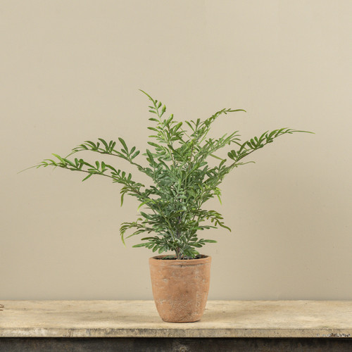 20" POTTED HEAVENLY BAMBOO