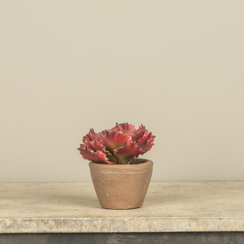 5" POTTED RED CABBAGE