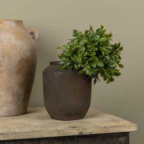 9.5" BOXWOOD BUSH