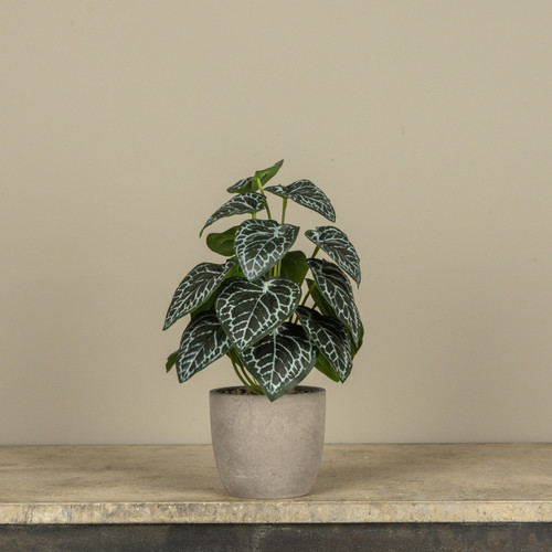 13.5" POTTED HOSTA