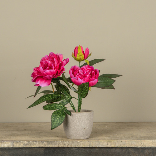 12" DARK PINK POTTED PEONY