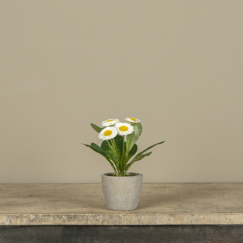 6.75" WHITE POTTED DAISY