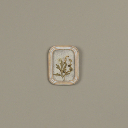 5.25" PRESSED WHITE FLOWER IN FRAME