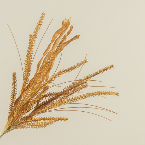19.5" GOLDEN GRASS SPRAY