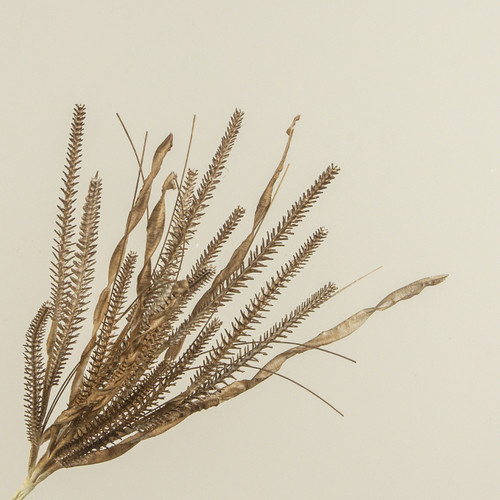 19.5" OLIVE BROWN GRASS SPRAY