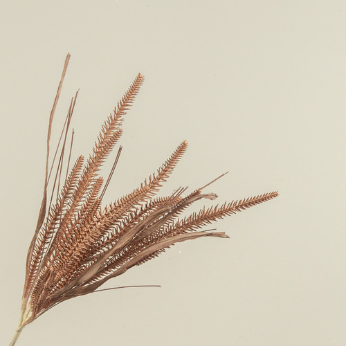 19.5" CHESTNUT GRASS SPRAY