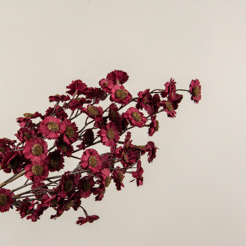 22" BURGUNDY MINI DAISY BUSH