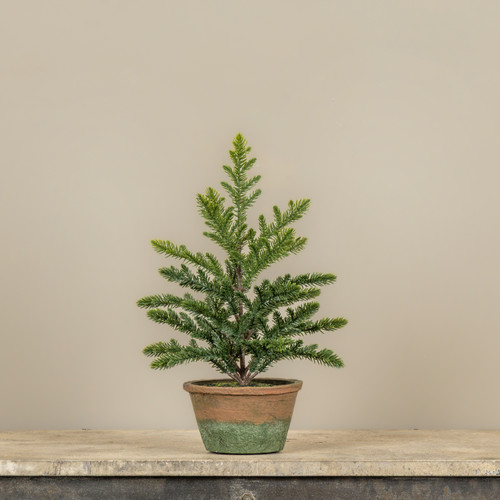 16" PERCY PINE TREE IN POT