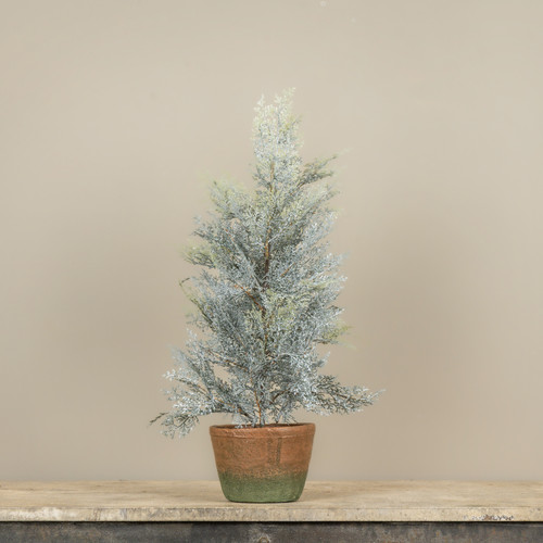2' DUSTY CEDAR PINE TREE IN POT