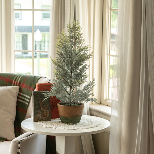 2' DUSTY CEDAR PINE TREE IN POT