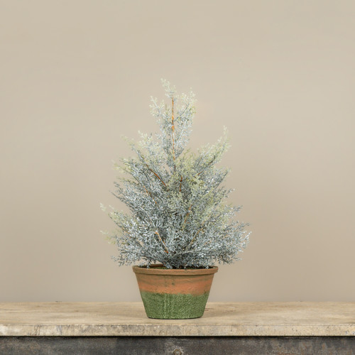 17" DUSTY CEDAR PINE TREE IN POT