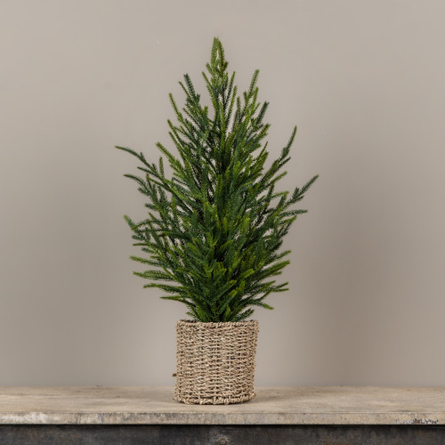 25" AUSTRIAN PINE TREE IN BASKET