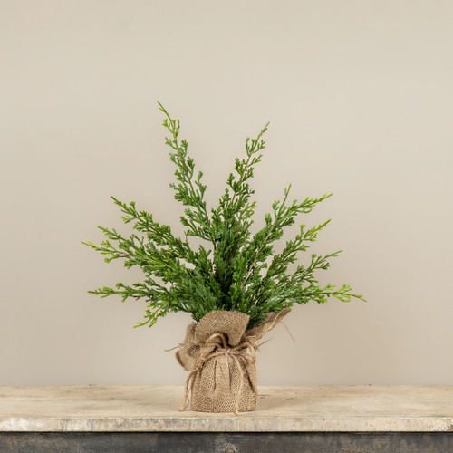 18" CYPRESS & RUSCUS TREE W/ BURLAP BASE