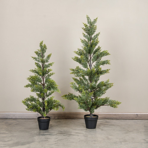 37" JUNIPER TREE IN POT