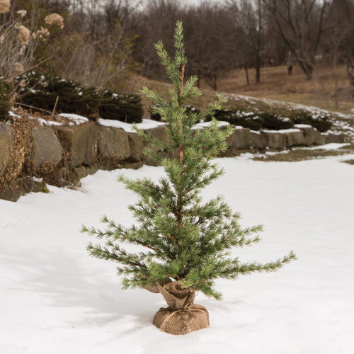3' PINE TREE WITH BURLAP BASE