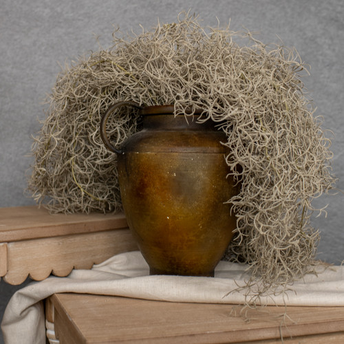 37" SPANISH MOSS BUSH