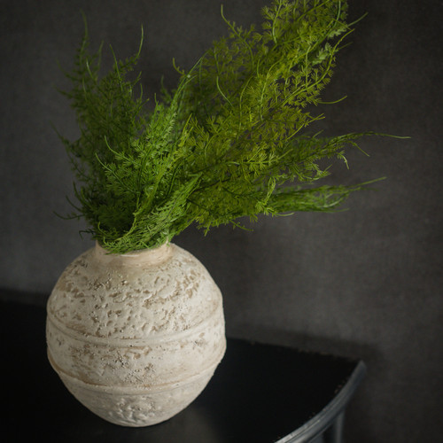 18" ASPARAGUS FERN