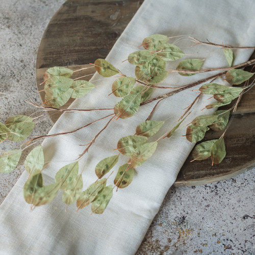 GREEN SILVER DOLLAR STEM