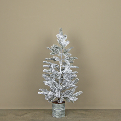 3' SNOWY HEMLOCK TREE