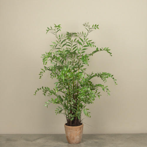 4' POTTED SMILAX PLANT