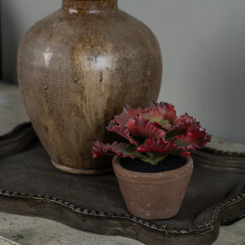 5" POTTED RED CABBAGE