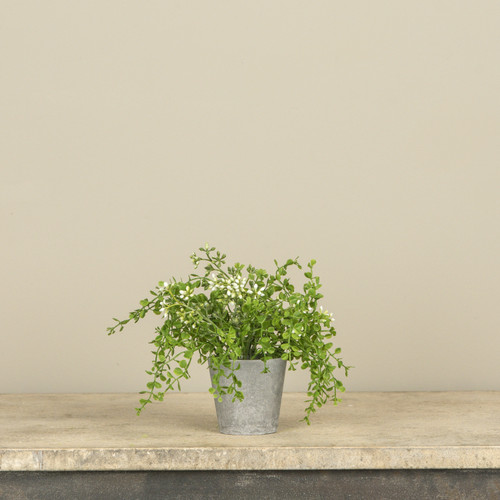 7" POTTED BABY GRASS W/ WHITE BERRIES