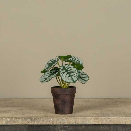 7" POTTED CALATHEA