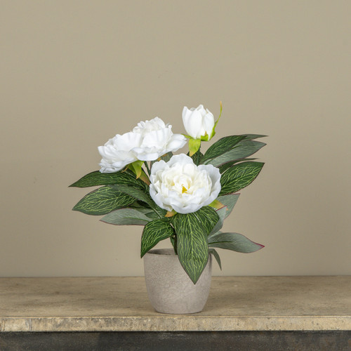 12" CREAM POTTED PEONY